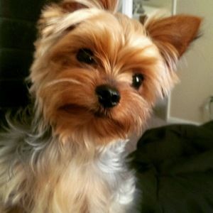 Meet your Posher, Lizette